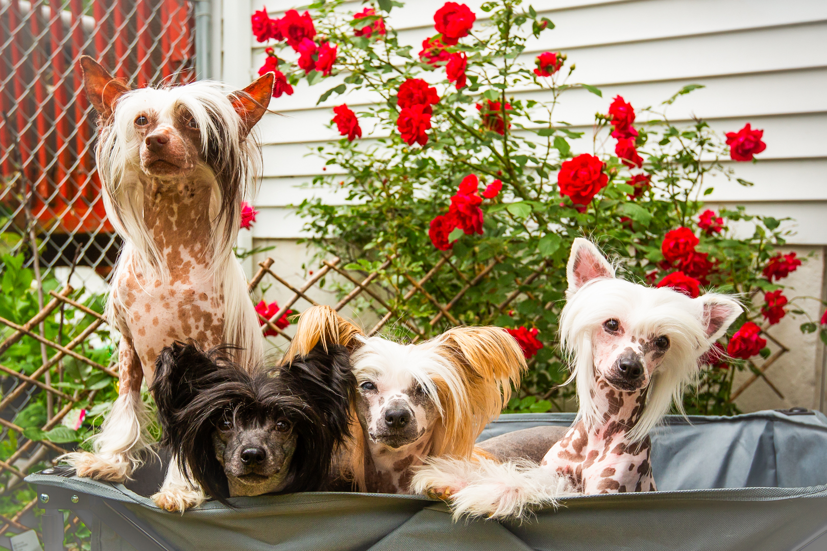 Moms and Pups — a family business built on love